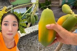 Cận cảnh vườn cây trái trĩu trịu trên sân thượng nhà MC Cát Tường