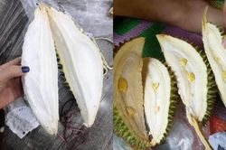 Những màn 'khui' sầu riêng để đời khiến khách hàng 'đau ví'