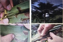 Diên Khánh: Phát hiện 5ha dừa bị sâu đầu đen gây hại