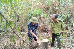 Khẩn trương làm rõ hành vi khai thác rừng trái phép xảy ra tại xã Vạn Hòa