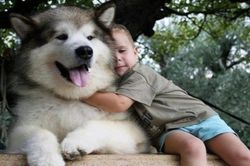 Chuyên gia cảnh báo dễ mắc bệnh nguy hiểm từ sở thích nuôi thú cưng