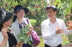 Tăng cường xuất khẩu vải thiều sang Nhật Bản