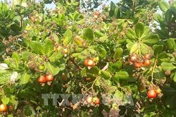 Ngăn chặn bán điều non, 'tín dụng đen' trong vùng đồng bào dân tộc thiểu số