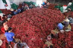 Bắc Giang xuất khẩu 56 tấn vải thiều đầu tiên từ ga liên vận quốc tế Kép