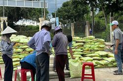 Đak Pơ cấp hơn 15,4 tấn lúa giống chất lượng cao cho nông dân