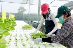 TPHCM tổ chức triển lãm giống nông nghiệp công nghệ cao