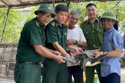 Thả cá thể rùa họ Vích về môi trường tự nhiên