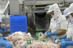 Ngành thủy sản khó khăn trầm trọng hơn cả đỉnh dịch COVID-19