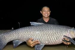 Cá trắm đen nặng hơn 40kg mắc câu ở Nghệ An