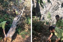 Chi cục Kiểm lâm chỉ đạo điều tra, xử lý nghiêm vụ khai thác rừng tại Bảo Yên