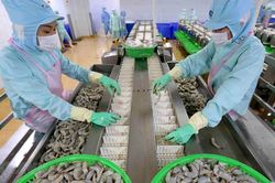 Thủy sản Minh Phú sẽ hợp tác với cơ quan nghiên cứu Chính phủ Úc xây dựng trung tâm nghiên cứu tôm