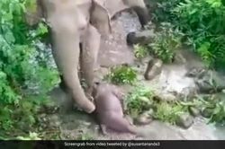 Video xúc động voi mẹ nỗ lực cứu con đã chết