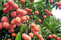 Giá cà phê tăng đột biến, đạt mốc kỷ lục mới; Vải hạt ngọc 320 ngàn đồng/kg vẫn 'cháy' hàng