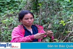 Mùa săn bồ kết rừng