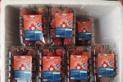 Quả vải không hạt của Việt Nam lần đầu vào thị trường Anh