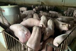 Giá heo hơi hôm nay 18/6/2023: Biến động 1.000 - 4.000 đồng/kg