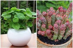 5 loại cây có chữ 'tiền' dễ trồng lại mang tới nhiều may mắn