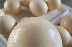 Loại trứng giá nửa triệu đồng một quả vẫn đắt hàng