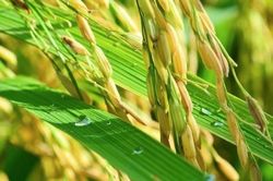 Cuối tuần nhiều mặt hàng tăng giá; vàng đảo chiều giảm nhẹ