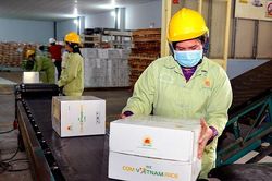 Xuất khẩu gạo tiếp tục khởi sắc