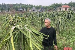 Góp phần bảo đảm an sinh xã hội trên địa bàn huyện Như Thanh