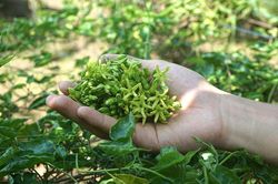 Trồng loài hoa hái làm rau sạch, giải độc, như vị thuốc an thần