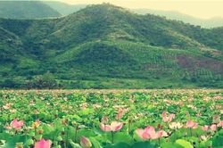 Những đầm sen đẹp quanh Hà Nội nhất định bạn phải check-in trong hè này