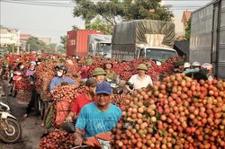 Rộn ràng mùa vải thiều Lục Ngạn, Bắc Giang