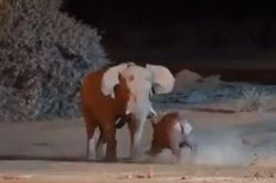 Video giao tranh ác liệt giữa hai gã khổng lồ voi và tê giác