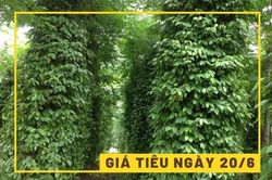 Giá tiêu ngày 20/6: Tiếp diễn biến đi ngang?