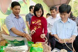 Đồng Nai đẩy mạnh xuất khẩu chuối