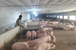 Giá lợn hơi tăng, người nuôi bắt đầu có lãi