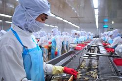 Chính sách đặc thù đưa ngành tôm phát triển bền vững