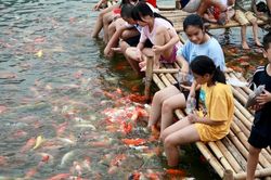 8 tấn cá Koi thả xuống Hồ Tây thu hút người dân tới vui chơi