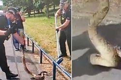 Dựng tóc gáy cảnh sát bắt trăn 'khủng' trên đường đông đúc Anh