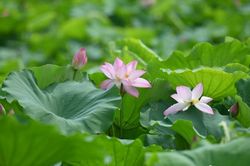 Chiêm ngưỡng đầm sen lâu năm nở rộ giữa lòng Thủ đô Hà Nội