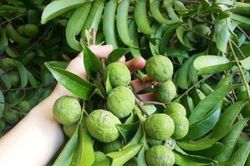 Bất ngờ gặp nạn khi trèo cây hái sấu