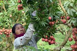 Các nước Đông Nam Á tăng cường nhập khẩu nông sản Việt Nam