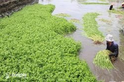 Vùng trồng rau cần Gia Kiệm giảm mạnh về diện tích