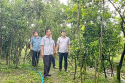 Tập trung phát triển Đề án tái cơ cấu ngành nông nghiệp theo hướng bền vững