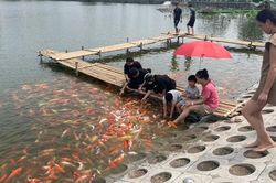 Hồ Tây: Người dân thích thú khi cho hàng nghìn con cá Koi ăn