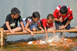 Hồ cá koi hơn 10 nghìn con giữa lòng Thủ đô