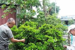 'Cây thần kỳ' bên nếp nhà cổ