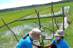 Phụ nữ Đak Đoa trồng 1.350 cây xanh