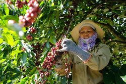 Giá cà phê 21/6: Giảm nhẹ, nguồn cung cà phê Robusta toàn cầu sẽ giảm mạnh