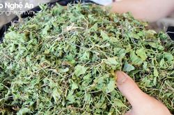 Nắng nóng, rau má Yên Thành đắt hàng