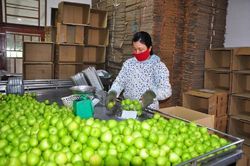 Đẩy mạnh sản xuất nông nghiệp theo chuỗi giá trị tại Ninh Thuận