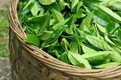 Tác dụng của chè xanh với phụ nữ