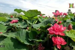 Đầm sen độc đáo ở Hà Nội