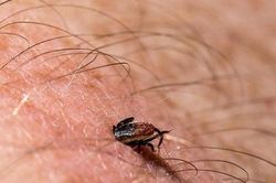 Mùa hè cảnh giác với các côn trùng gây bệnh nguy hiểm cho người